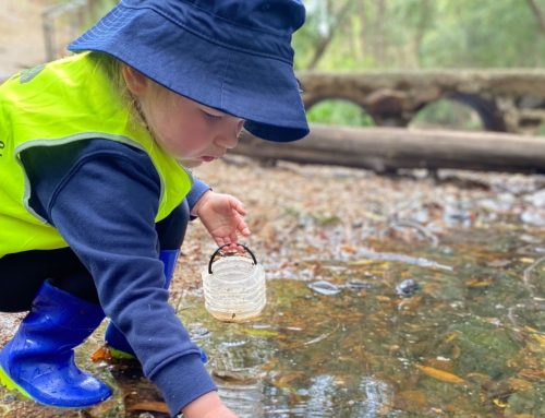 The benefits of Bush Kindy at Curiosity Tree Early Education